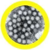 Norovirus (Norovirus) Giant Microbes Plush